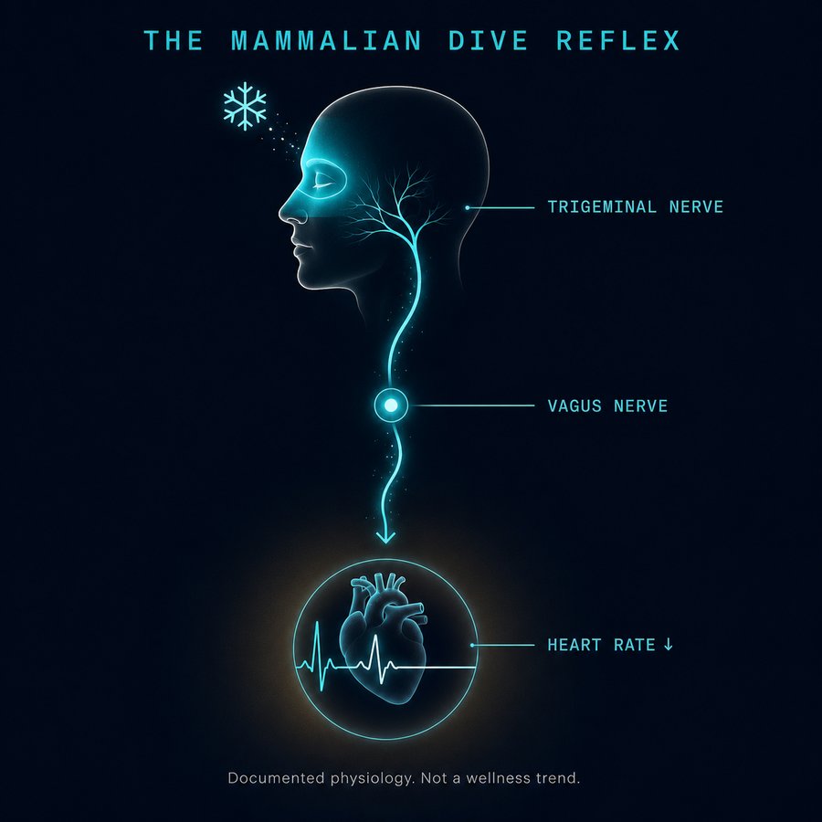 Diagram of the Mammalian Dive Reflex: cold on the trigeminal nerve signals the vagus nerve, which lowers heart rate. Labeled trigeminal nerve, vagus nerve, heart rate down arrow. Caption: documented physiology, not a wellness trend.